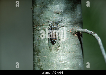 Cicada, Cicada orni. On tree trunk Stock Photo