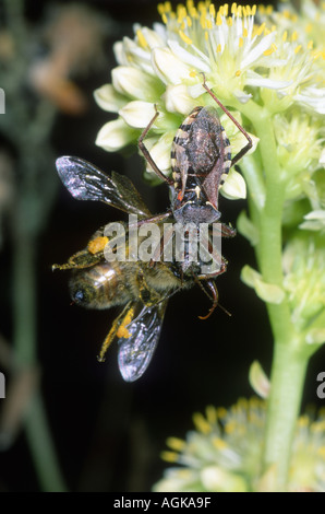 Rostum Insect Assassin bug. Assassin bugs (family Reduviidae) are predatory insects ...