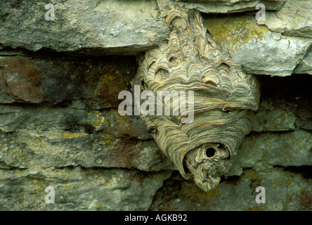 Bald-Faced Hornet, Dolichovespula maculata, or yellow jackets nest of wood pulp paper camouflaged hanging on a cliff Midwest USA Stock Photo