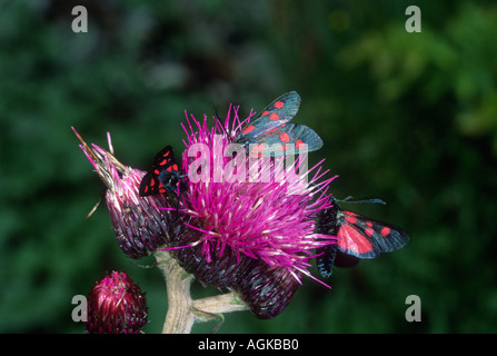 Narrow-Bordered Five-Spot Burnet Moths. Collecting nectar on flower Stock Photo