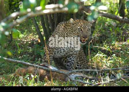 Leopard with prey Stock Photo