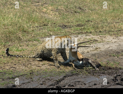 Leopard choking thomsons gazelle Stock Photo