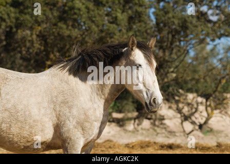 Andalusian Horse Stock Photo