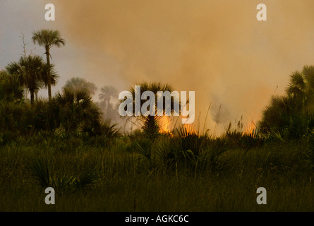 Wildfire burning in Everglades Park near Alligator Alley at sunset, South Florida, USA Stock Photo