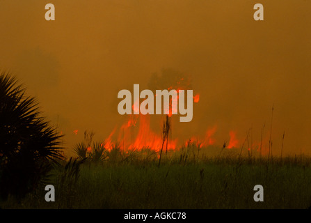 Wildfire burning in Everglades, Florida near Alligator Alley at sunset, USA Stock Photo
