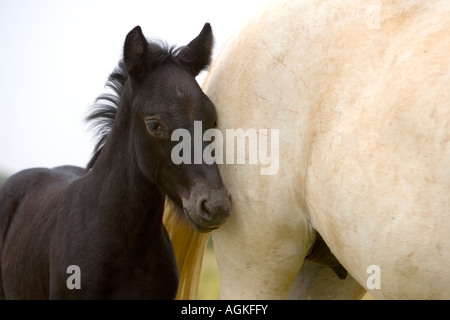 France, Provence Region. Detail of white Camargue mother horse and black colt, which will turn white as an adult. Stock Photo