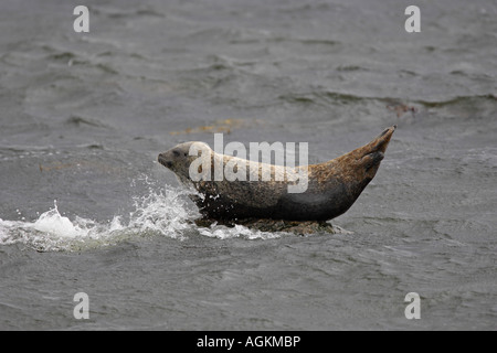 Common Seal Phoca vitulina lying on a single rock Stock Photo
