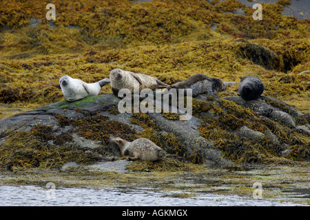 Common Seal Phoca vitulina colony lying on sea weed covered rocks in Scotland Uk Europe Stock Photo