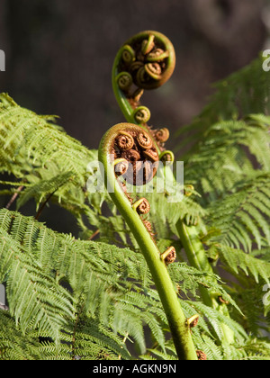 2 uncurling ponga koru or silver fern tree frond buds Cyathea dealbata Stock Photo