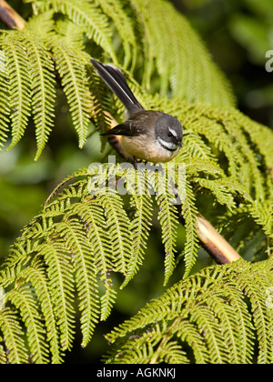 Fantail bird rhipidura fuliginosa perched on a silver fern tree frond in New Zealand Stock Photo