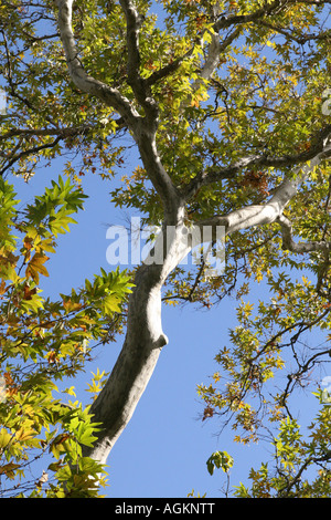 Fall brings bright and vibrant colors to Sycamore trees in northern California Stock Photo