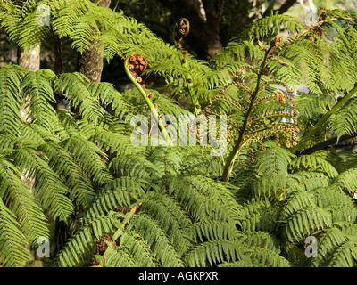 Top or crown of silver fern tree with uncurling ponga koru or frond buds Cyathea dealbata Stock Photo
