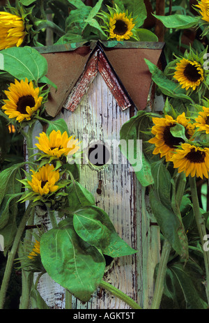 Birdhouse and Sunflowers in garden. Stock Photo