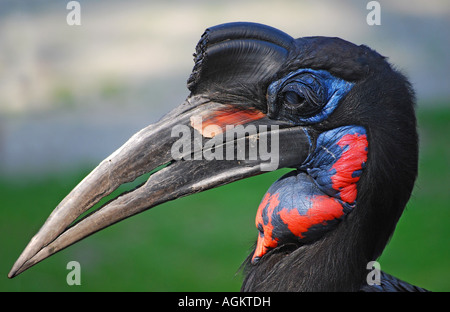 Abyssinian Ground Hornbill (Bucorvus abyssinicus) Stock Photo