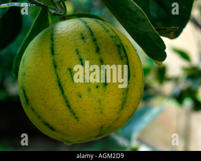 Citrus sinensis variegata Stock Photo - Alamy