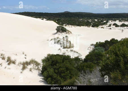 Little Sahara Kangaroo Island Australia Stock Photo