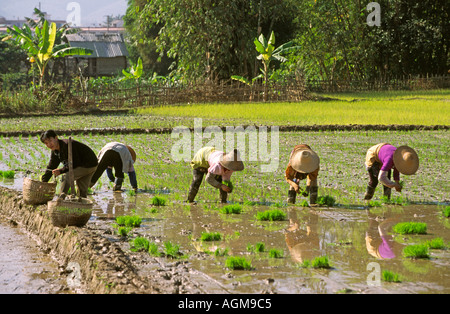 China Yunnan Xishuangbanna Gasa village planting rice in flooded paddies Stock Photo