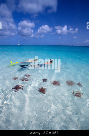 Couple snorkeling with sea stars along Grace Bay Beach Provo Turks Caicos Islands Stock Photo