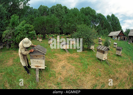 Beekeeper opens a beehive Stock Photo
