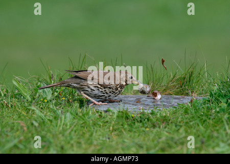 SONG THRUSH Turdus philomelos BREAKING SNAIL SHELL ON ANVIL STONE SHELL FRAGMENTS IN MID AIR MAY UK Stock Photo