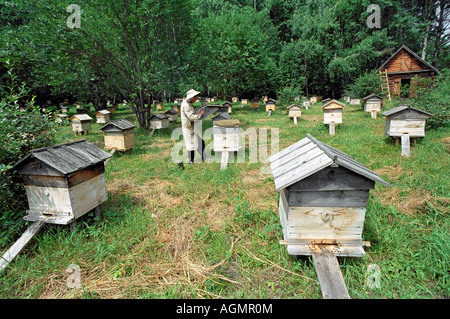 Beekeeper opens a beehive Stock Photo