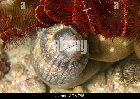 Enigmatic moray Gymnothorax enigmaticus night West Escarceo Puerto Galera Mindoro Philippines Stock Photo