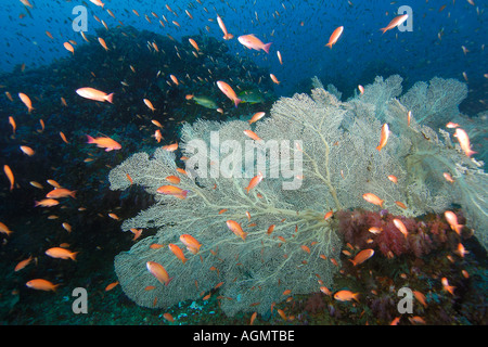 Gorgonian sea fan Subergorgia mollis and scalefin anthias Pseudanthias squamipinnis Canyons Puerto Galera Philippines Stock Photo