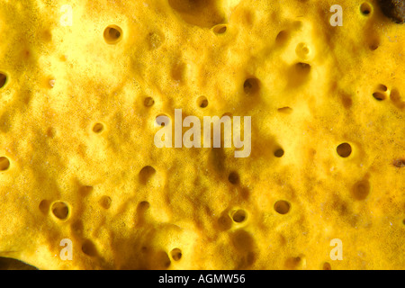Yellow encrusting sponge Dungan wall Puerto Galera Mindoro Philippines Stock Photo