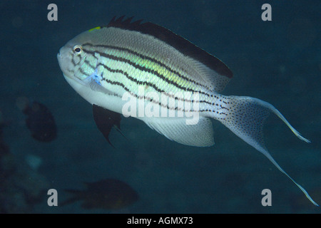 Blackstriped angelfish Genicanthus lamarck male Small La Laguna Puerto Galera Mindoro Philippines Stock Photo