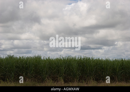 Sugar cane plantation. Aguadulce, Cocle, Panama, Central America Stock Photo