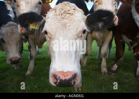 Group of Cattle England Stock Photo