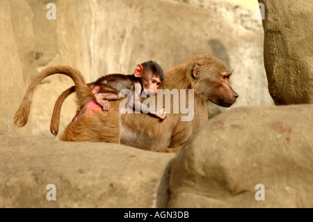 Little baboon sitting on his mother back Papio hamadryas Hamadryas Baboon Stock Photo