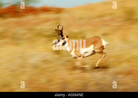 Running Pronghorn antelope Antilocapra americana North America s fastest land mammal Stock Photo