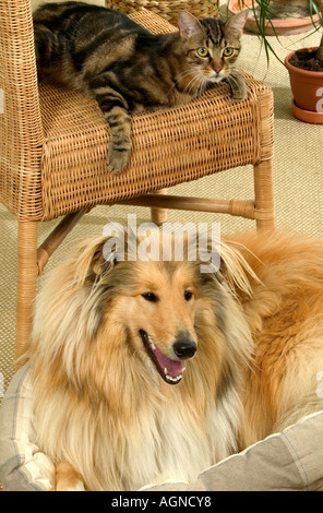 Portrait Of A Dog Collie With An Ordinary Cat Colley Et Chat De Gouttiere Labat Rouquette Vwpics Com Stock Photo Alamy