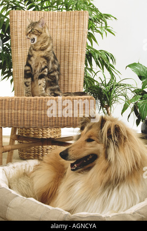 Portrait Of A Dog Collie With An Ordinary Cat Colley Et Chat De Gouttiere Labat Rouquette Vwpics Com Stock Photo Alamy