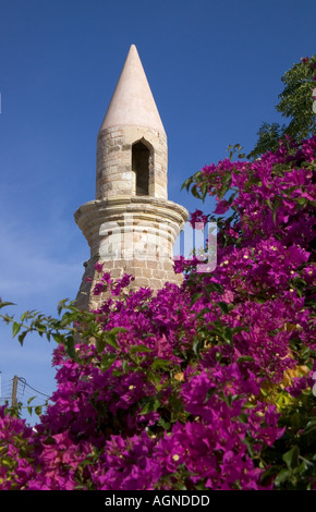 dh KOS TOWN GREECE KOS Tower minaret purple flowering tree bougainvillea bush