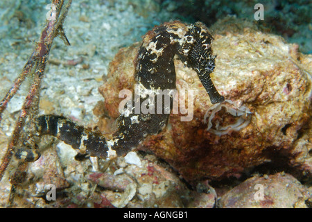 Common seahorse Hippocampus taeniopterus Malapascua Northern Cebu Philippines Visayan Sea Stock Photo