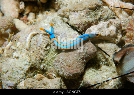 Sea slug Thuridilla lineolata night Malapascua Cebu Philippines Stock Photo