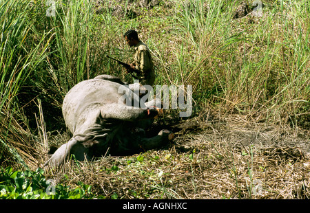 Dead Rhino, guarded by forest guard, Kaziranga, Assam, India Stock Photo