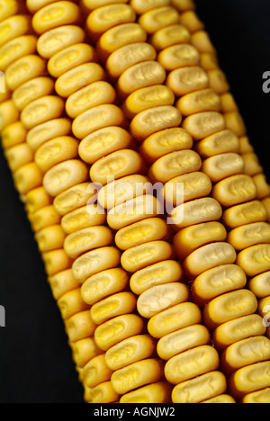 Dried Corn on the Cobb Maize Against a Black Background Stock Photo