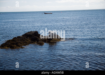 Grey seal basking on a rock at Bardsey Island LLeyn Peninsula North Wales United Kingdom Stock Photo