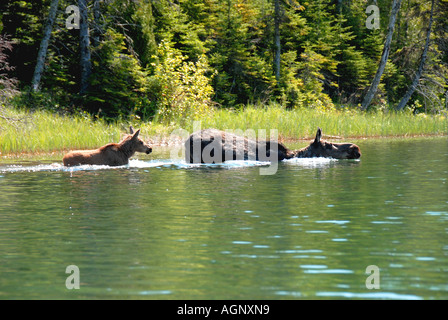 Moose mother and calf splashing in water swimming Isle Royale National Park Michigan Stock Photo