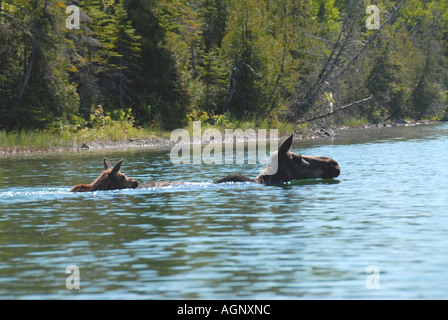 Moose mother and calf splashing in water swimming Stock Photo