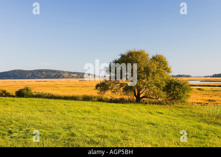 The signature view of the salt marshes and the Essex River at the Essex County Greenbelt Association s Cox Reservation Stock Photo