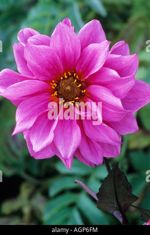 Dahlia 'Fascination' dark pink flower garden plant small waterlily type dahlias Stock Photo