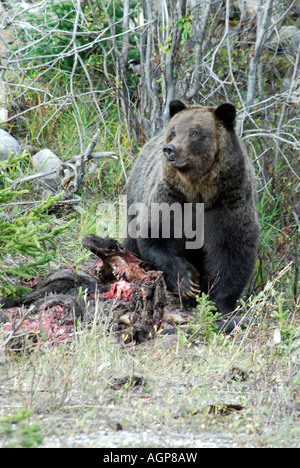 Grizzly bear eating a moose in British Columbia. Stock Photo