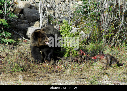 Grizzly bear eating a roadkill moose in British Columbia. Stock Photo