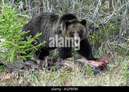 Grizzly bear eating a roadkill moose in British Columbia Stock Photo