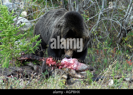 Grizzly bear eating a roadkill moose in British Columbia Stock Photo