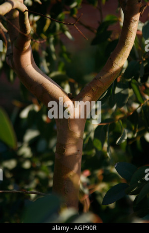 Eucalyptus tree in the sunlight Stock Photo
